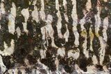 Polished Stromatolite (Collenia) Slab - Minnesota #129235-1